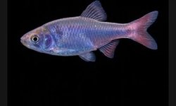 Red Head Horse Minnow 3 Fish