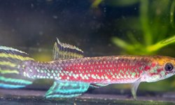Scriptaphyosemion cauveti MG-09 Pastoria