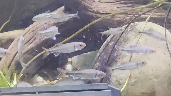 fireyblack shiner