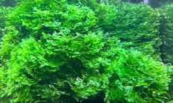 Subwassertang moss