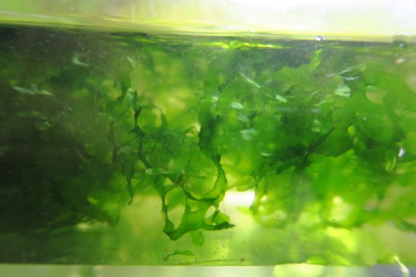 Subwassertang (Monosolenium tenerum)