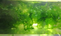 Subwassertang (Monosolenium tenerum)