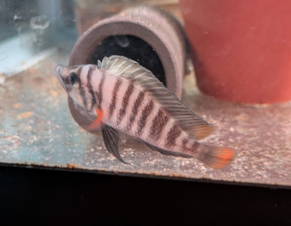 Male parent of the fry.