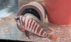 Altolamprologus compressiceps - 5