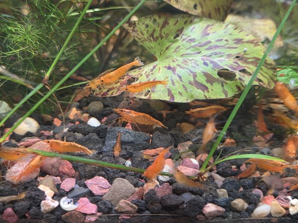 10 Sunkist Orange Shrimp