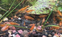 Photo 2 of 10 Sunkist Orange Shrimp