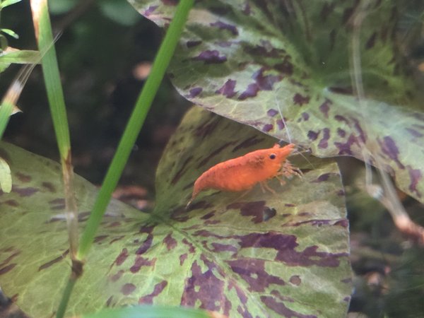10 Sunkist Orange Shrimp