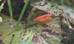 10 Sunkist Orange Shrimp