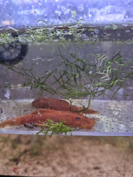Super Red BN Pleco 1M1F