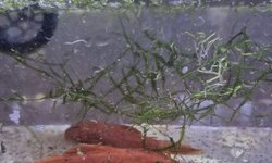 Super Red BN Pleco 1M1F