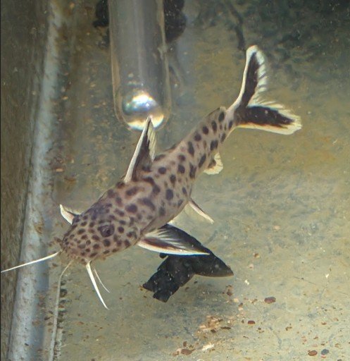 Synodontis lucipinnis - Breeding Group