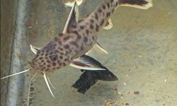 Synodontis lucipinnis - Breeding Group
