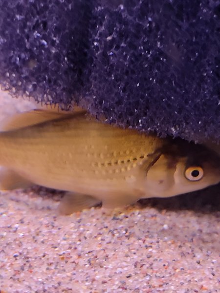 6 Comet Goldfish for BAP