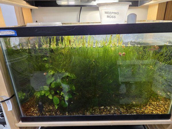 This is the grow tank out tank