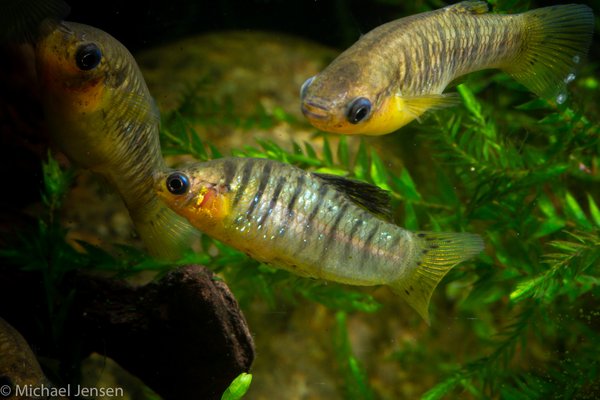 Tiger Limia Juveniles