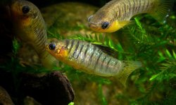 Tiger Limia Juveniles