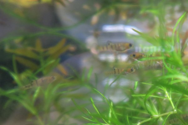 Tiger Limia (Limia islai)
