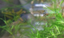 Tiger Limia (Limia islai)