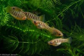 Seven (7) Tiger Limias