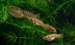Seven (7) Tiger Limias