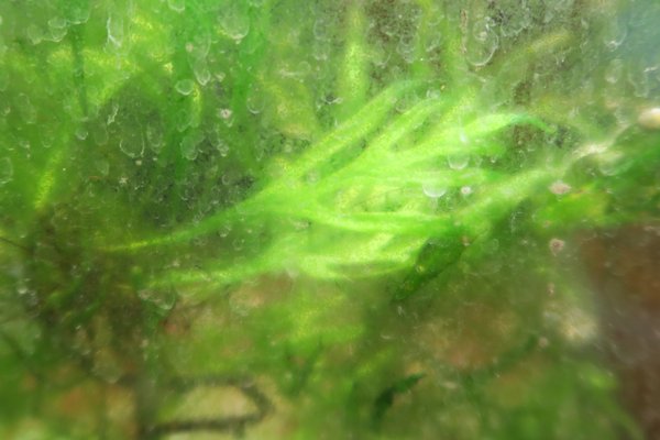 Trident Java Fern (Microsorum pteropus 'Trident')