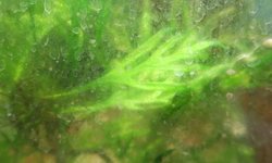 Trident Java Ferns
