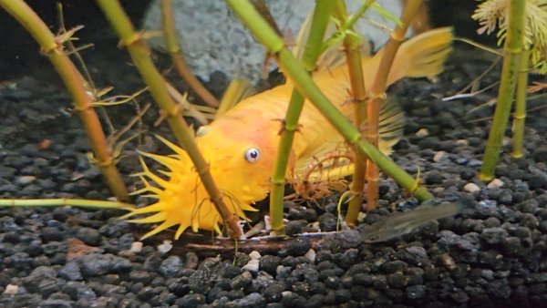 Father of these 3 plecos
