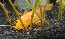 BLUE EYE LEMON BRISTLENOSE PLECO - 2
