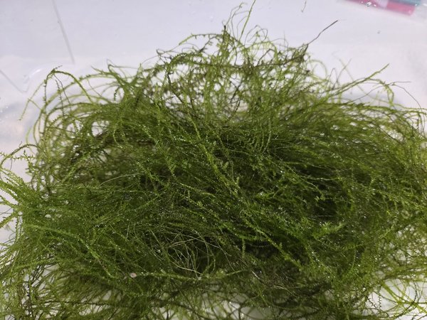 bunch of Weeping Moss