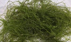 Weeping Moss