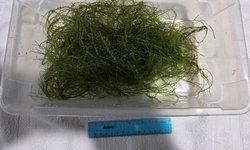 Photo 2 of Weeping Moss
