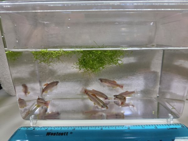 White Cloud Mountain Minnow