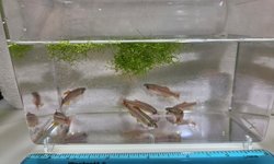 White Cloud Mountain Minnow