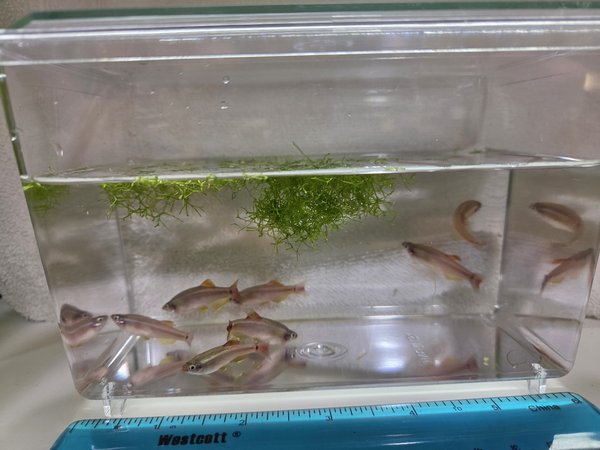 White Cloud Mountain Minnow