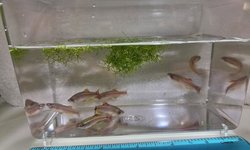 Photo 2 of White Cloud Mountain Minnow