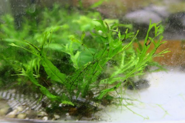 Windelov / Lace Java Fern (Microsorum pteropus 'Windelov')