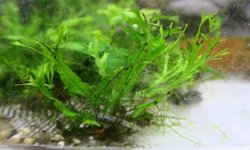 Windelov / Lace Java Ferns