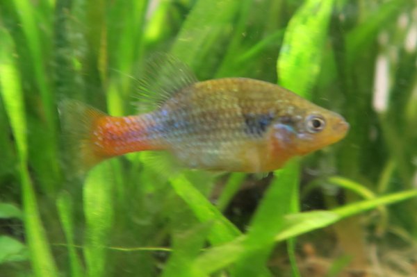 San Marcos Redtail Splitfin (Xenotoca doadroi 'San Marcos')