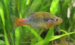 San Marcos Redtail Splitfins