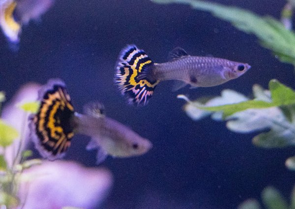 Tiger Halfmoon Mosaic Guppy Trio (1M 2F)