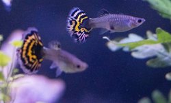 Tiger Halfmoon Mosaic Guppy Trio (1M 2F)