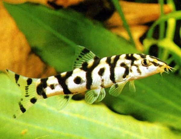 large YoYo Loach