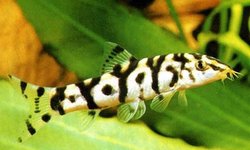 large YoYo Loach