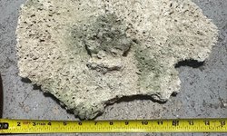 6 Pieces of Dry Live Rock