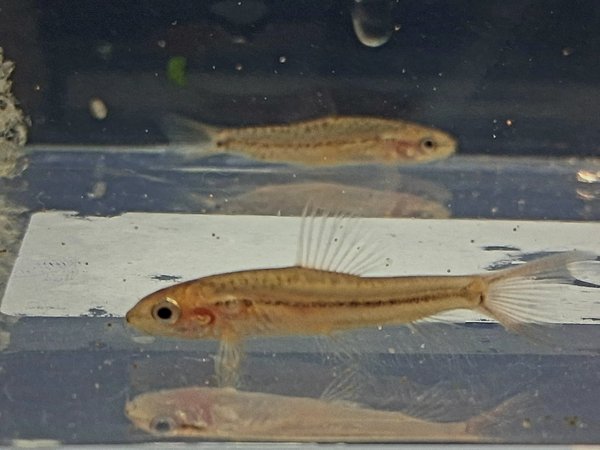 Physoschistura Mango