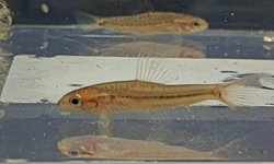 Rosy Loach (group of 3)