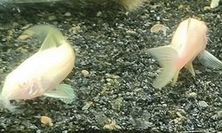 Corydoras aeneus/Albino Cory Catfish