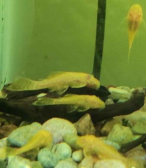 Examples of the fish to be included.