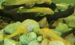 Albino Ansistris (Bristlenose Plecos)