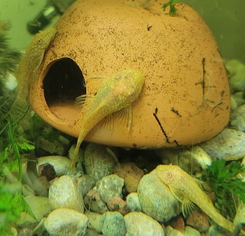 Examples of the fish to be included.